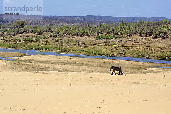 Afrikanischer Elefant (Loxodonta africana) durchquert ein Flussbett  Krüger-Nationalpark  Südafrika