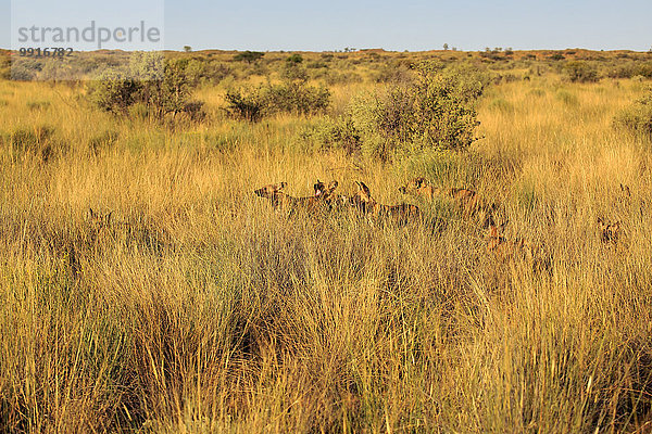 Afrikanische Wildhunde (Lycaon pictus)  Rudel  adult  jagend im hohen Gras  Tswalu Game Reserve  Kalahari  Nordkap  Südafrika