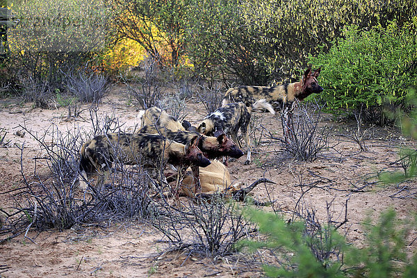 Afrikanische Wildhunde (Lycaon pictus)  Rudel am Riss  fressend  Tswalu Game Reserve  Kalahari  Nordkap  Südafrika