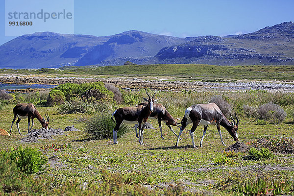 Buntböcke (Damaliscus dorcas dorcas)  adult  Herde  fressend  Kap der Guten Hoffnung  Nationalpark Tafelberg  Westkap  Südafrika