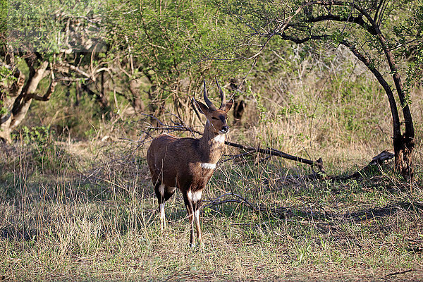 Buschbock  Südafrikanische Schirrantilope (Tragelaphus scriptus sylvaticus)  adult männlich  Krüger-Nationalpark  Südafrika