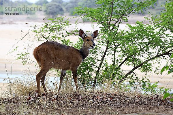 Buschbock  Südafrikanische Schirrantilope (Tragelaphus scriptus sylvaticus)  Jungtier  männlich  Krüger-Nationalpark  Südafrika