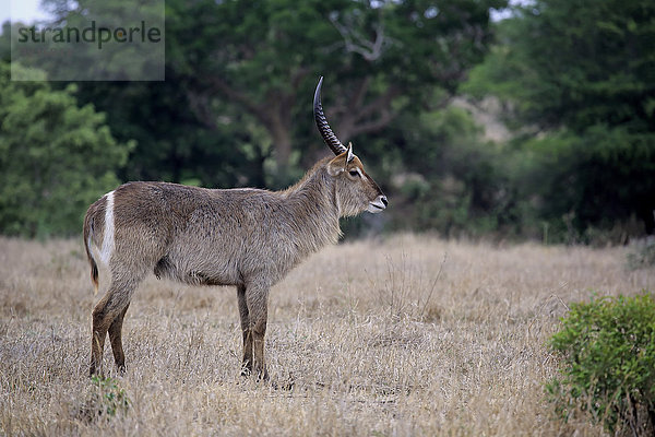 Ellipsen-Wasserbock (Kobus ellipsiprymnus)  adult  männlich  Krüger-Nationalpark  Südafrika