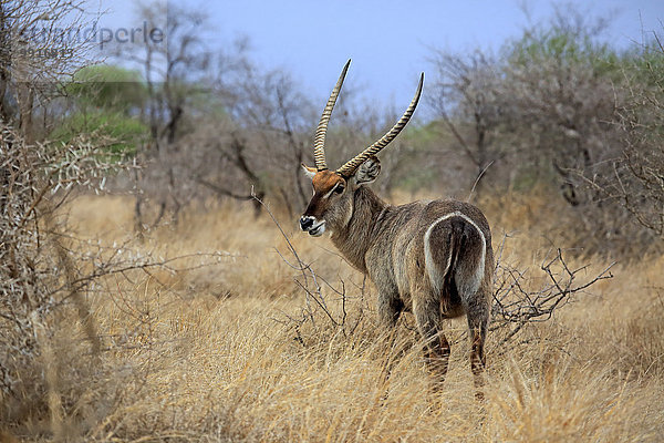 Ellipsen-Wasserbock (Kobus ellipsiprymnus)  adult  männlich  Krüger-Nationalpark  Südafrika