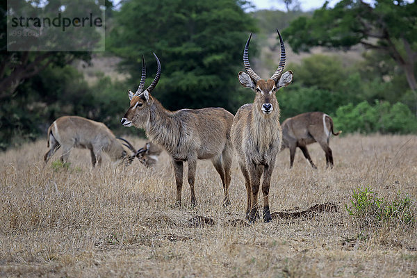 Ellipsen-Wasserböcke (Kobus ellipsiprymnus)  adult  männlich  Gruppe  Krüger-Nationalpark  Südafrika