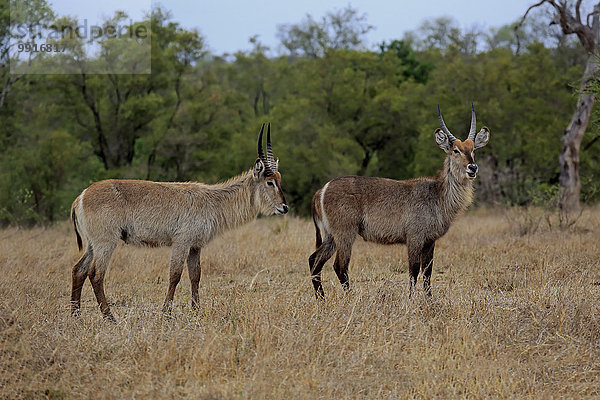 Ellipsen-Wasserböcke (Kobus ellipsiprymnus)  adult  männlich  zwei  Krüger-Nationalpark  Südafrika