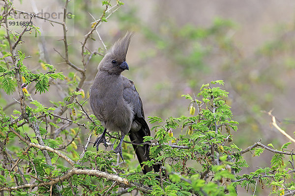 Grauer Lärmvogel  Graulärmvogel (Corythaixoides concolor)  adult  auf Baum  Krüger-Nationalpark  Südafrika