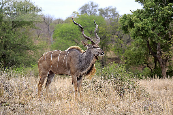 Großer Kudu (Tragelaphus strepsiceros)  adult  männlich  Krüger-Nationalpark  Südafrika