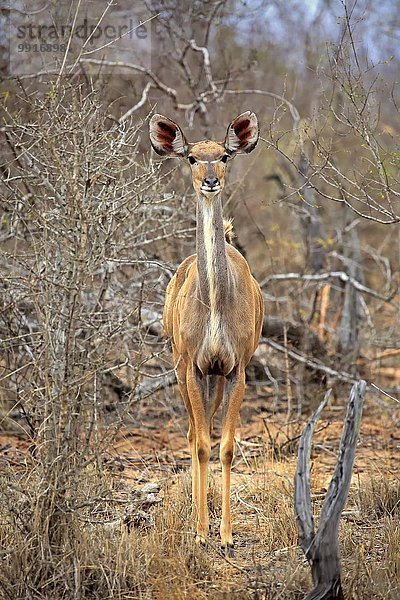 Großer Kudu (Tragelaphus strepsiceros)  adult  weiblich  Krüger-Nationalpark  Südafrika