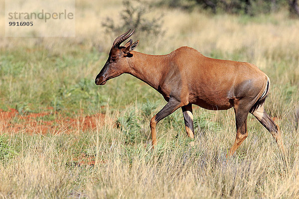 Halbmondantilope  auch Leierantilope oder Tsessebe (Damaliscus lunatus)  adult  Tswalu Game Reserve  Kalahari  Südafrika