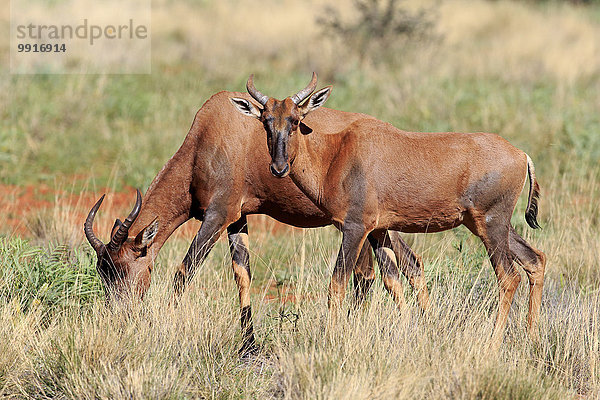 Halbmondantilopen  auch Leierantilopen oder Tsessebes (Damaliscus lunatus)  adult  Paar  Tswalu Game Reserve  Kalahari  Südafrika
