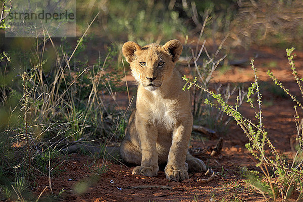 Löwe (Panthera leo)  Jungtier  vier Monate  sitzend  Tswalu Game Reserve  Kalahari  Nordkap  Südafrika