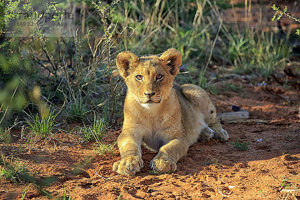 Löwe (Panthera leo)  Jungtier  vier Monate  liegend  Tswalu Game Reserve  Kalahari  Nordkap  Südafrika