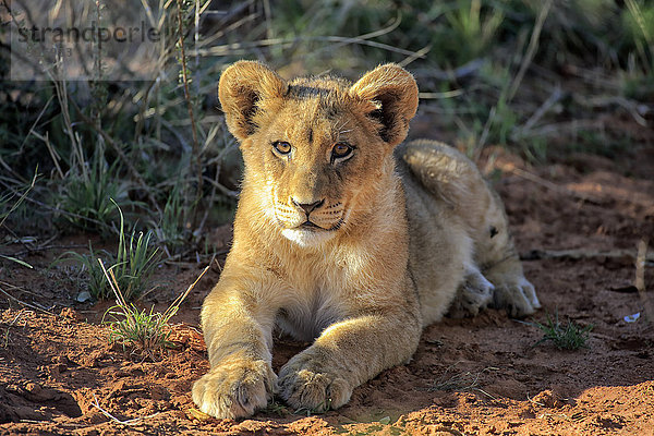 Löwe (Panthera leo)  Jungtier  vier Monate  liegend  Tswalu Game Reserve  Kalahari  Nordkap  Südafrika