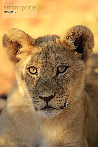 Löwe (Panthera leo)  Jungtier  vier Monate  Tswalu Game Reserve  Kalahari  Südafrika