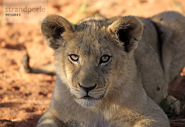 Löwe (Panthera leo)  Jungtier  vier Monate  Tswalu Game Reserve  Kalahari  Südafrika