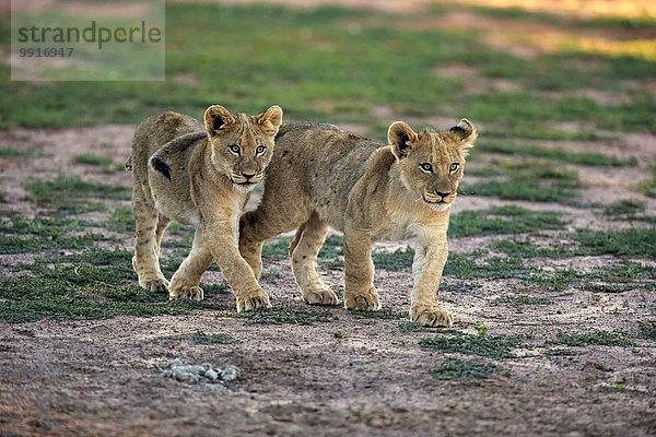 Löwen (Panthera leo)  zwei Jungtiere  vier Monate  Geschwister  laufend  Tswalu Game Reserve  Kalahari  Nordkap  Südafrika