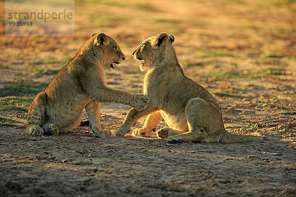 Löwen (Panthera leo)  zwei Jungtiere  vier Monate  Geschwister  spielend  Tswalu Game Reserve  Kalahari  Nordkap  Südafrika