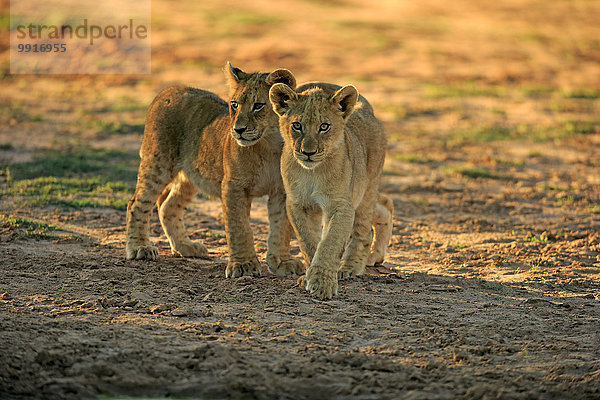 Löwen (Panthera leo)  zwei Jungtiere  vier Monate  Geschwister  Tswalu Game Reserve  Kalahari  Nordkap  Südafrika