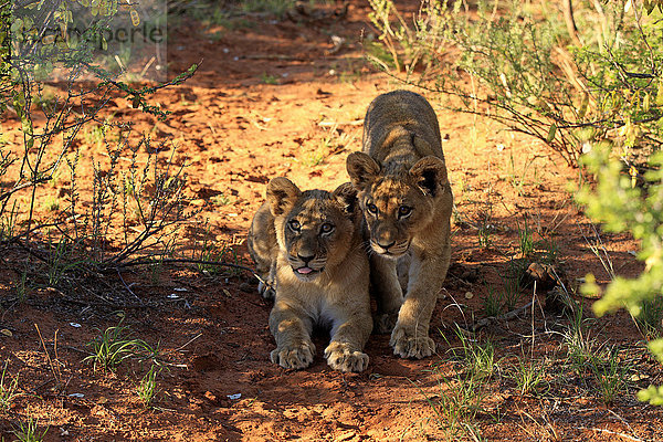 Löwe (Panthera leo)  zwei Jungtiere  vier Monate  Geschwister  Tswalu Game Reserve  Kalahari  Nordkap  Südafrika