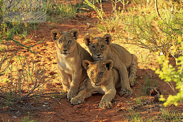 Löwen (Panthera leo)  drei Jungtiere  vier Monate  Tswalu Game Reserve  Kalahari  Südafrika