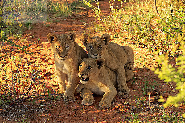 Löwen (Panthera leo)  drei Jungtiere  vier Monate  Tswalu Game Reserve  Kalahari  Südafrika
