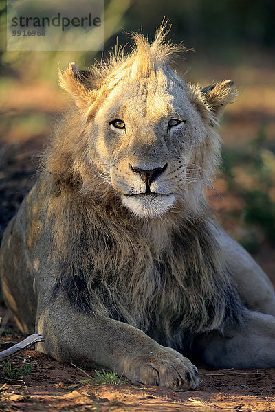 Löwe (Panthera leo)  Männchen  fünf Jahre  Tswalu Game Reserve  Kalahari  Nordkap  Südafrika