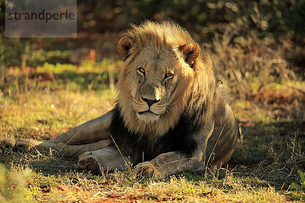 Löwe (Panthera leo)  adult  Männchen  ruhend  Tswalu Game Reserve  Kalahari  Nordkap  Südafrika