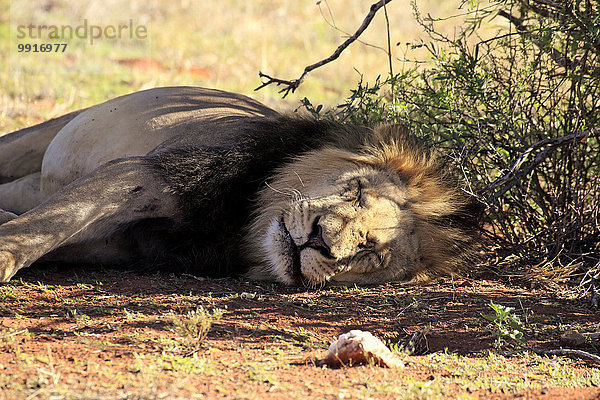 Löwe (Panthera leo)  adult  Männchen  schlafend  Tswalu Game Reserve  Kalahari  Nordkap  Südafrika