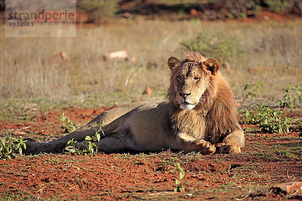 Löwe (Panthera leo)  Männchen  fünf Jahre  ruhend  Tswalu Game Reserve  Kalahari  Nordkap  Südafrika