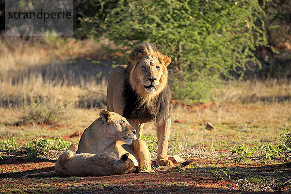 Löwen (Panthera leo)  Löwenfamilie  Tswalu Game Reserve  Kalahari  Nordkap  Südafrika