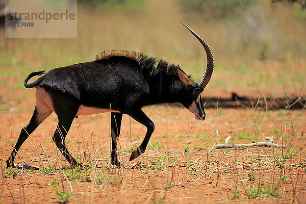 Rappenantilope (Hippotragus niger)  adultes Männchen  Tswalu Game Reserve  Kalahari  Nordkap  Südafrika