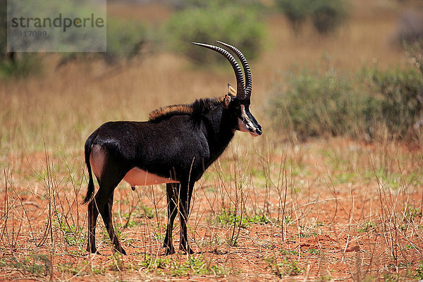 Rappenantilope (Hippotragus niger)  adultes Männchen  Tswalu Game Reserve  Kalahari  Nordkap  Südafrika