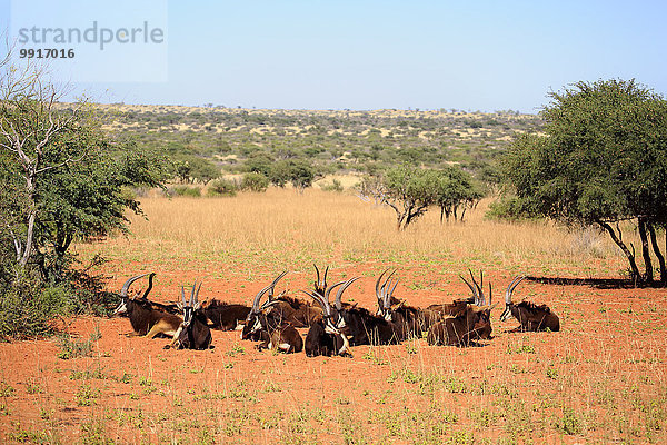 Rappenantilope  (Hippotragus niger)  adult  Herde  ruhend  Tswalu Game Reserve  Kalahari  Nordkap  Südafrika