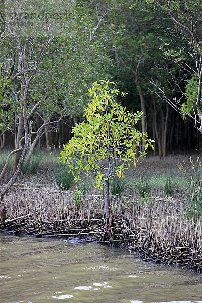 Weiße Mangrove (Laguncularia racemosa)  im Wasser  Isimangaliso Wetland Park  Kwazulu Natal  Südafrika