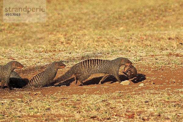 Zebramangusten (Mungos mungo)  Muttertier trägt Jungtier  Nackenbiss  Krüger-Nationalpark  Südafrika