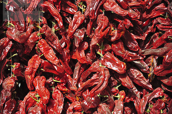 Ristra  getrocknete Chilis  Andalusien  Spanien  Europa