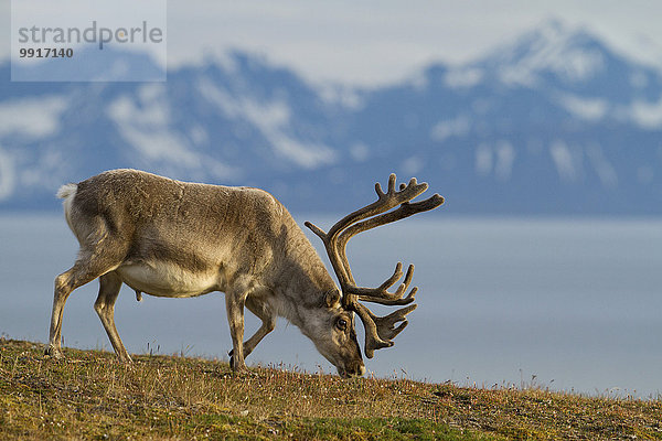 Spitzbergen-Ren (Rangifer tarandus platyrhynchus) grasend vor Bergkulisse  Longyearbyen  Spitzbergen  Norwegen  Europa