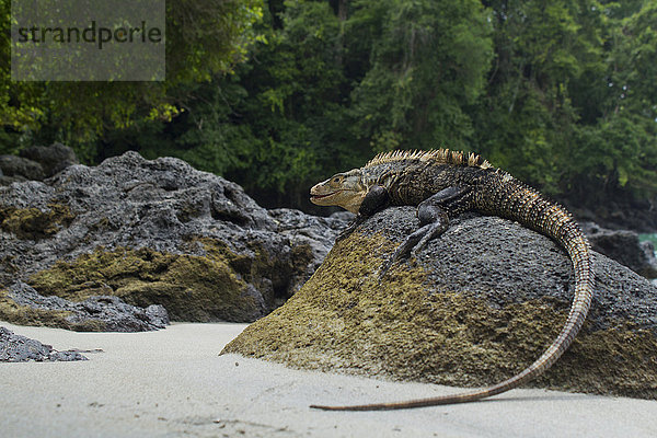 Schwarzer Leguan (Ctenosaura similis) auf Felsen  Manuel Antonio Nationalpark  Costa Rica  Nordamerika