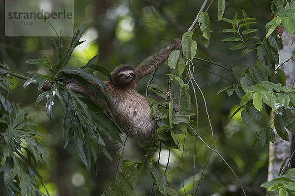 Braunkehl-Faultier (Bradypus variegatus) klettert an Lianen im tropischen Regenwald  Puerto Viejo de Talamanca  Costa Rica  Nordamerika