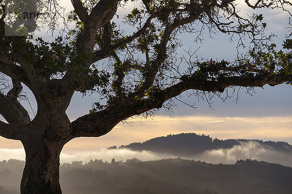 Vereinigte Staaten von Amerika USA Sonnenuntergang Baum Silhouette Nebel Eiche Kalifornien