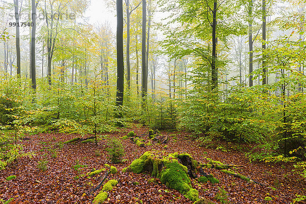 Wald Herbst Buche Buchen Bayern Deutschland Naturpark