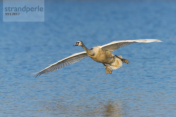 fliegen fliegt fliegend Flug Flüge über See stumm Schwan Deutschland Hessen