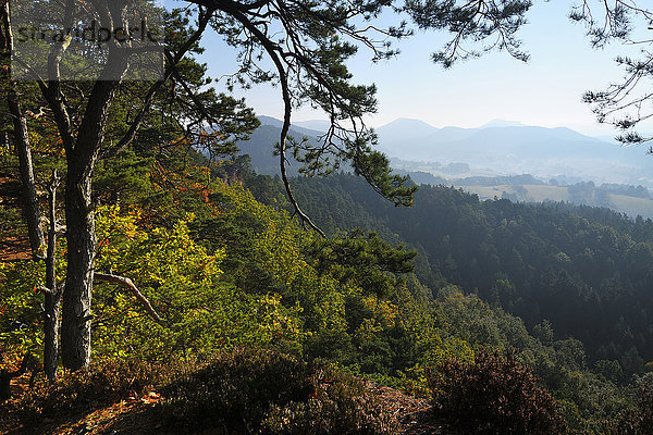 Berg Wald Kiefer Pinus sylvestris Kiefern Föhren Pinie Deutschland Rheinland-Pfalz