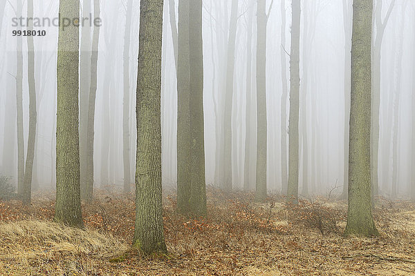 Küste Wald Nebel Buche Buchen Bad Doberan Deutschland