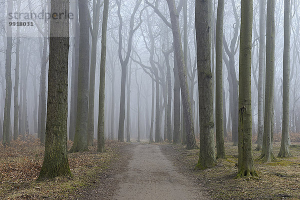 Weg Küste Wald Nebel Buche Buchen Bad Doberan Deutschland