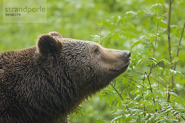 Braunbär Ursus arctos europäisch Bär Bayern Deutschland Nationalpark Bayerischer Wald