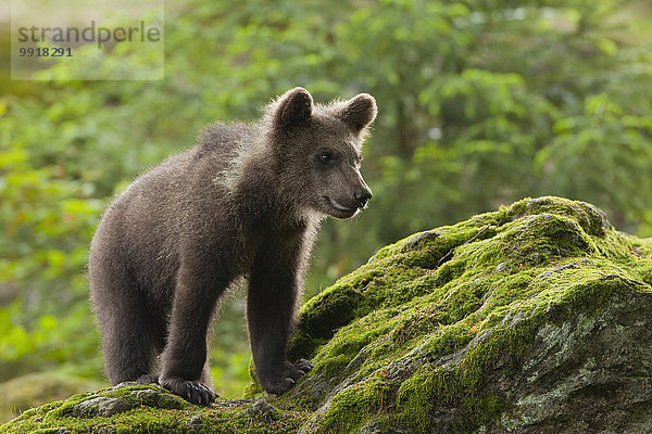 Braunbär Ursus arctos Bär Bayern junges Raubtier junge Raubtiere Deutschland Nationalpark Bayerischer Wald