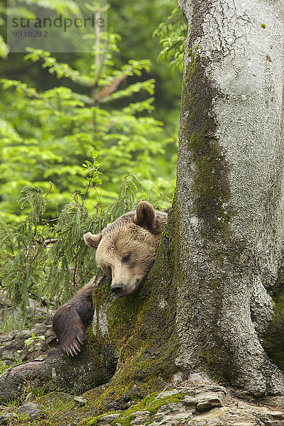 Braunbär Ursus arctos europäisch Bär Bayern Deutschland Nationalpark Bayerischer Wald