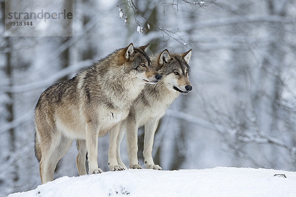 Winter 2 Wolf Canis lupus